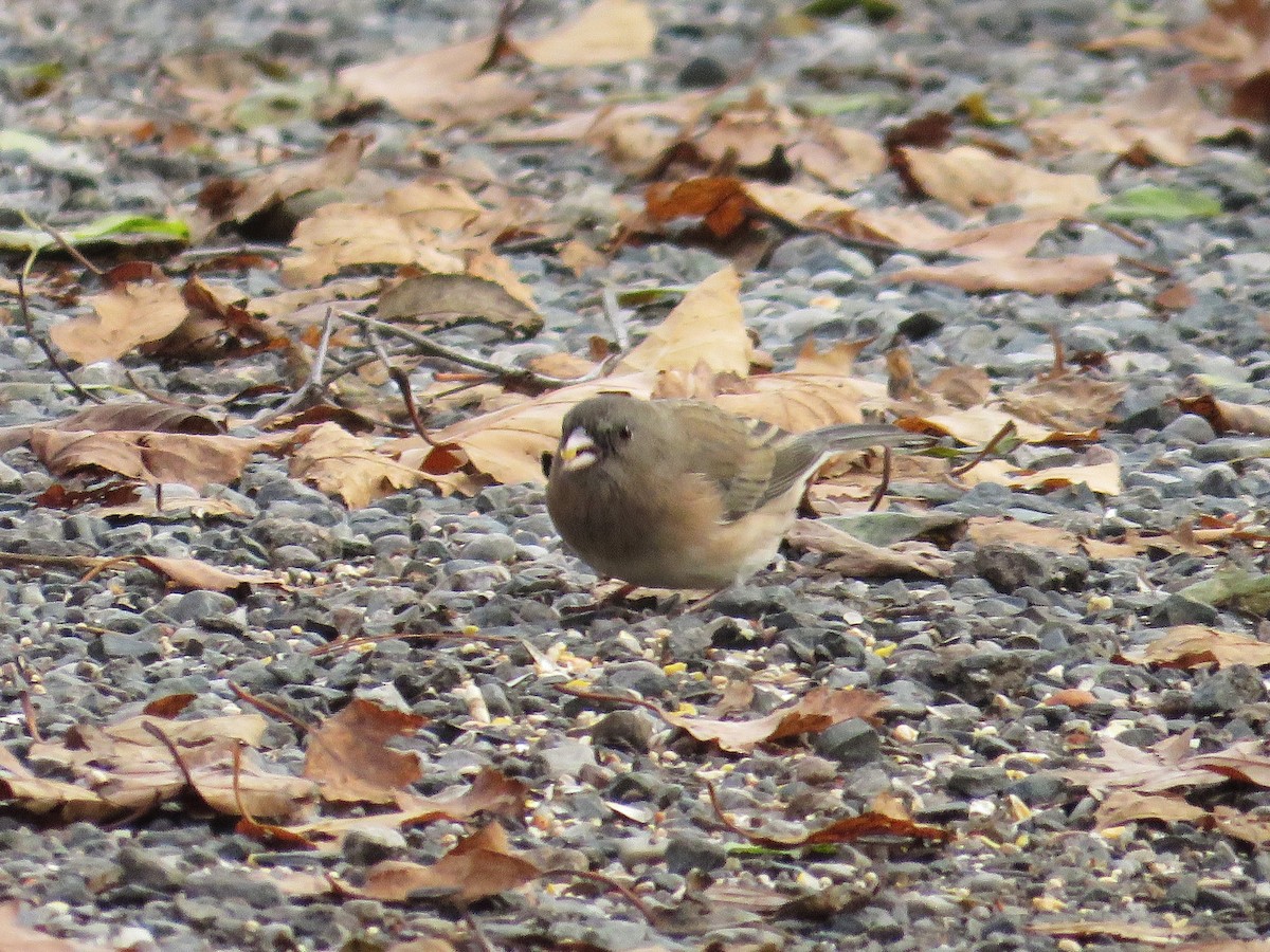 strnadec zimní - ML645738533