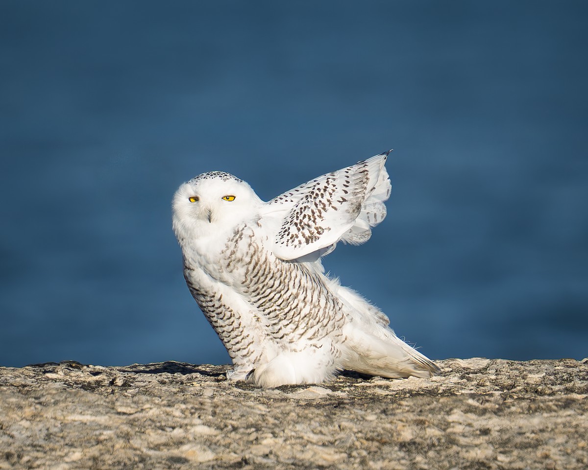 Snowy Owl - ML645738561