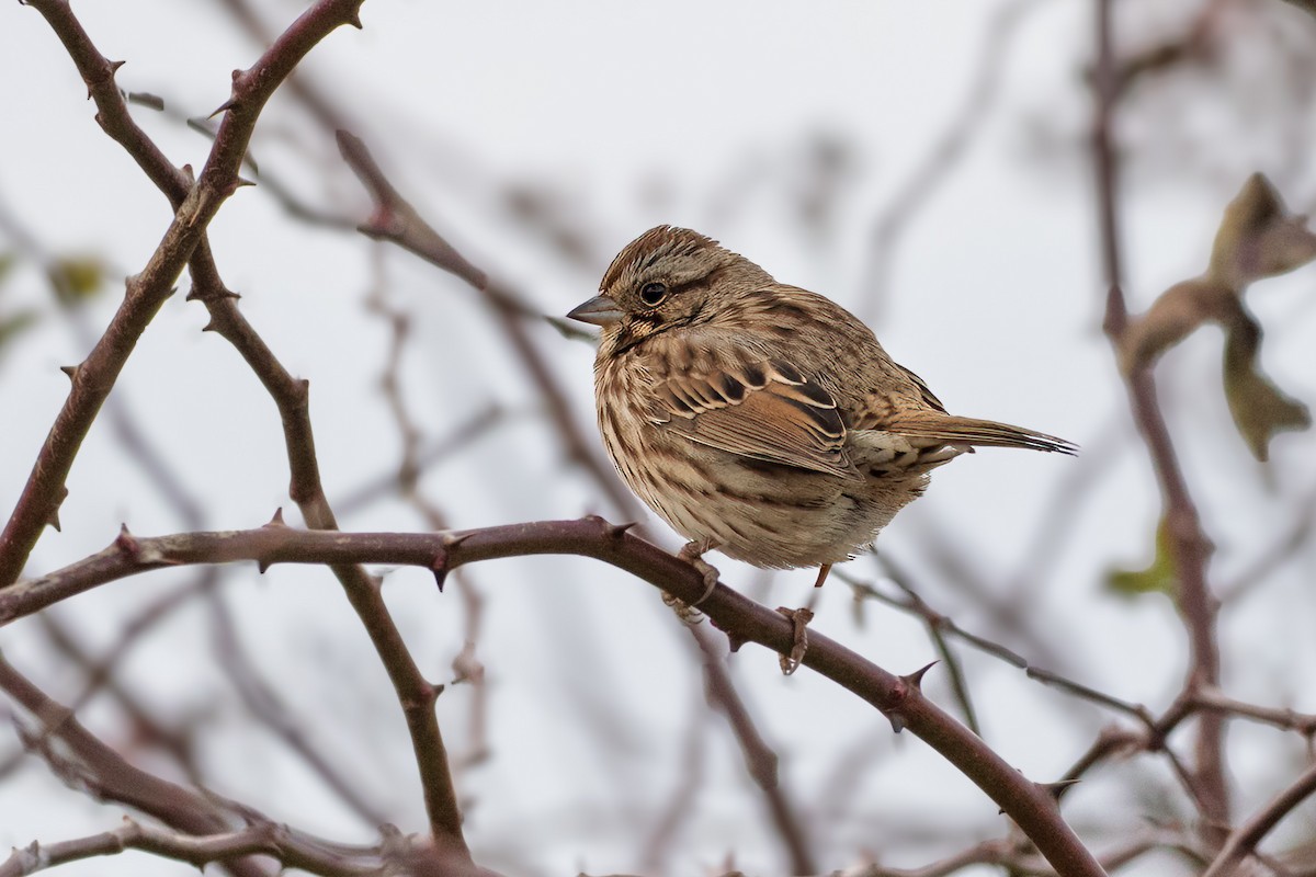 Song Sparrow - ML645738566