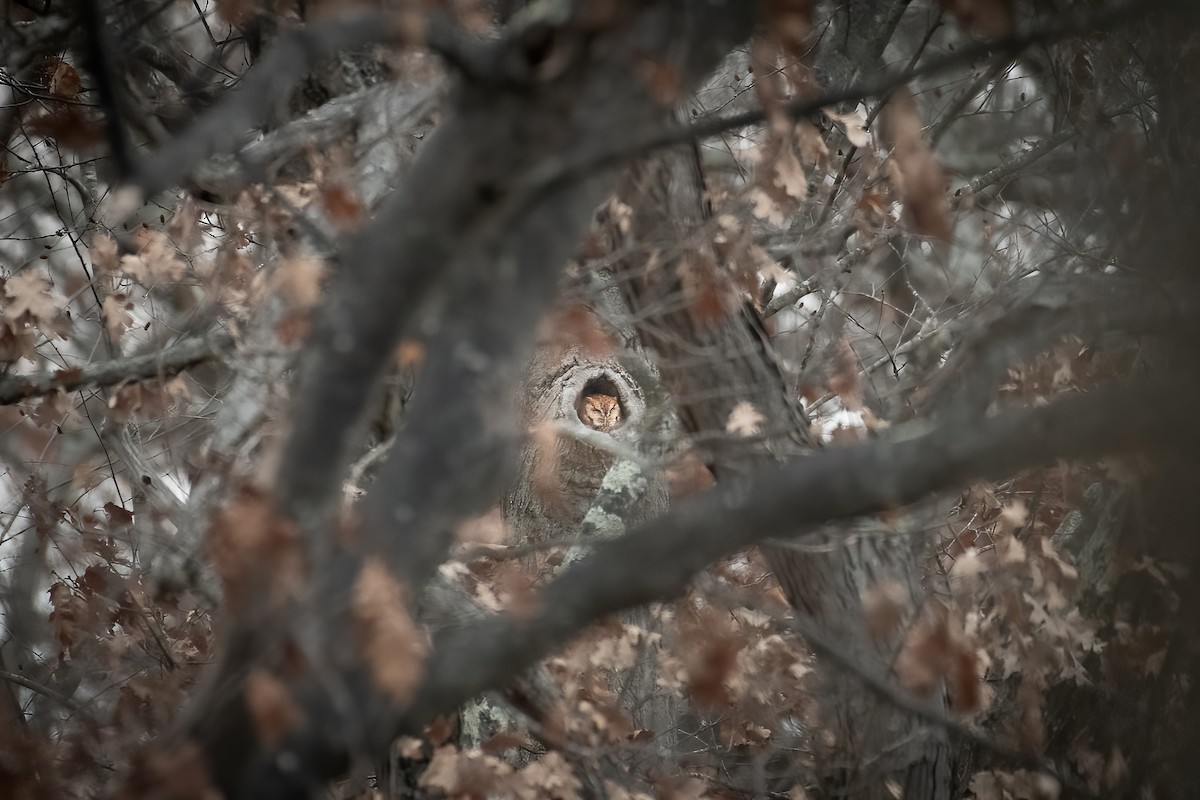 Eastern Screech-Owl - ML645738572