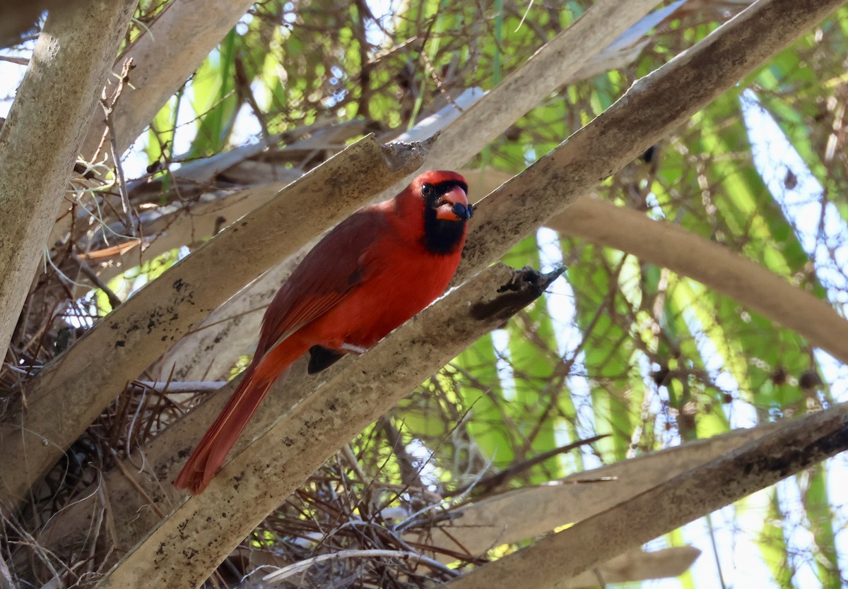 Northern Cardinal - ML645738573