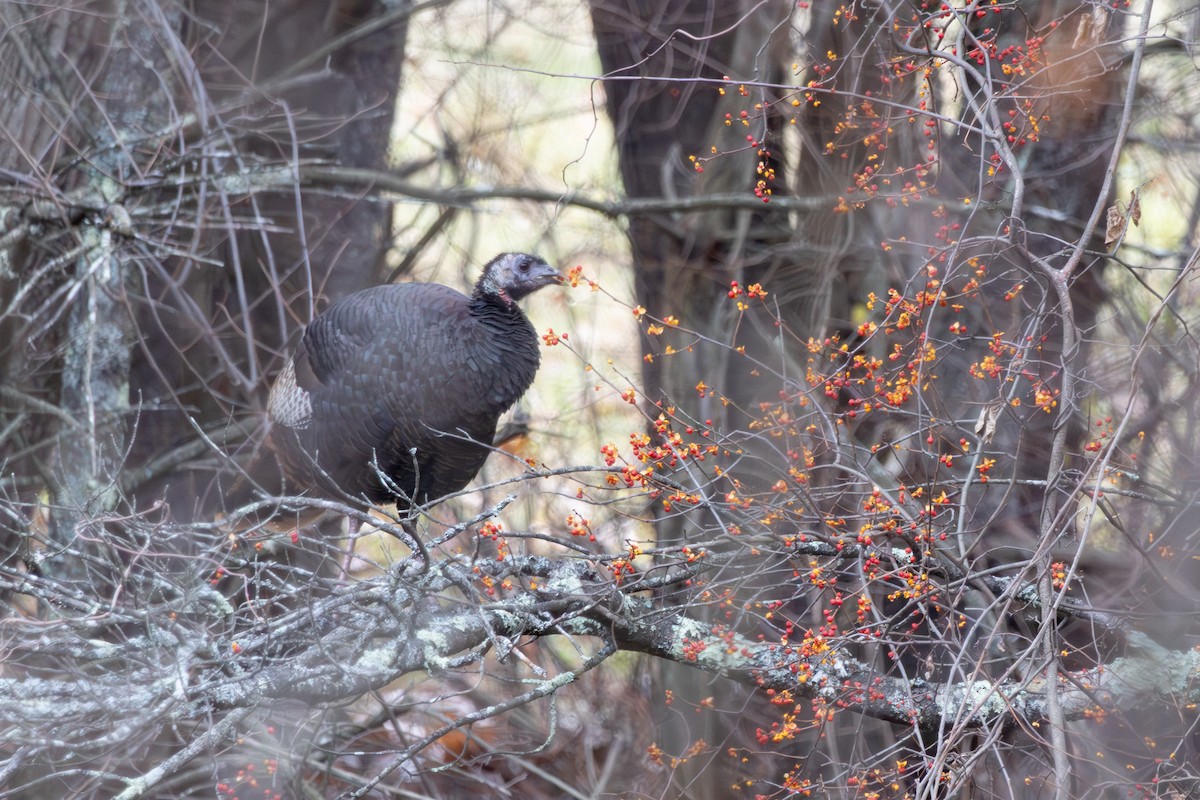 krocan divoký - ML645738579