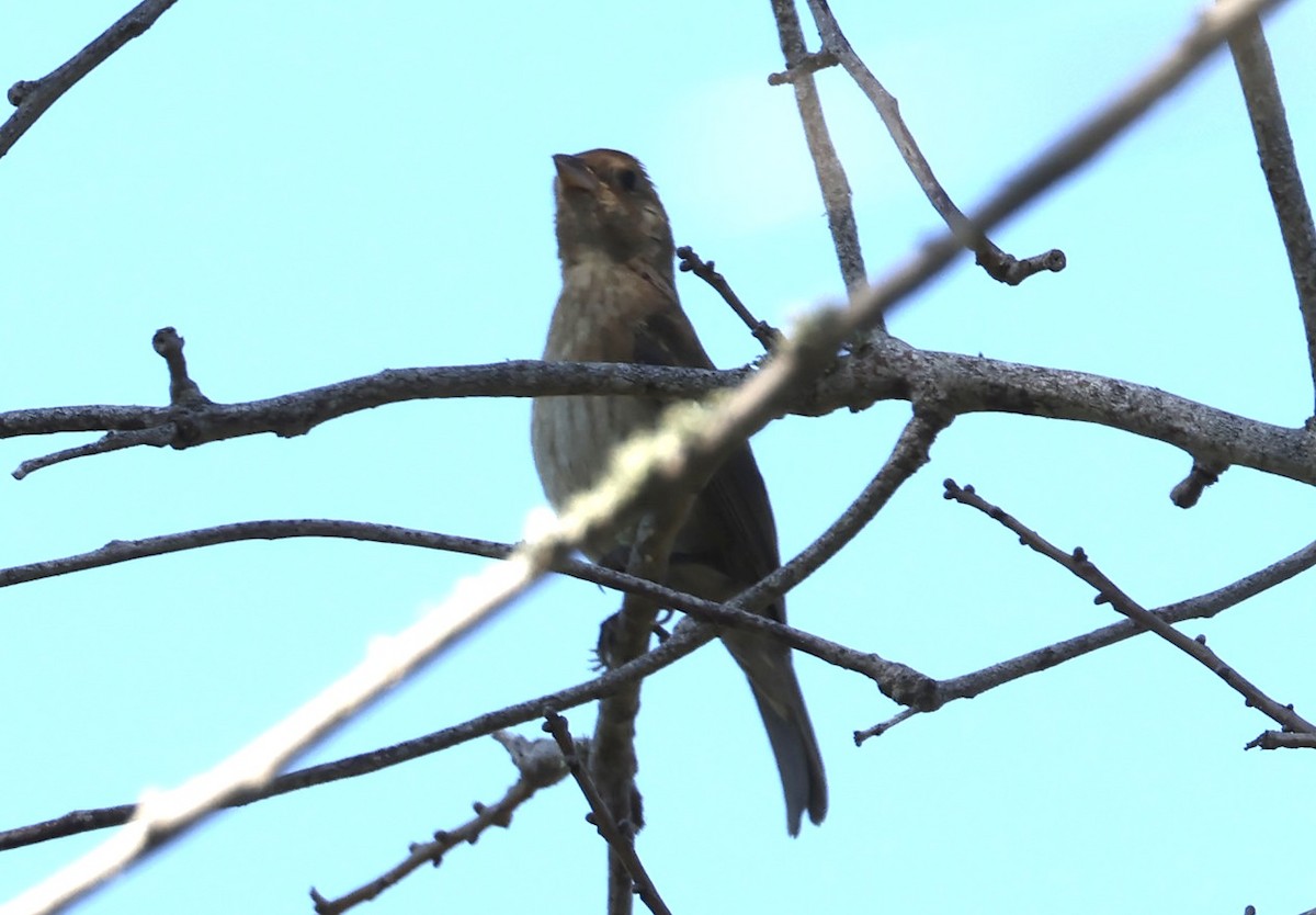 Indigo Bunting - ML645738590