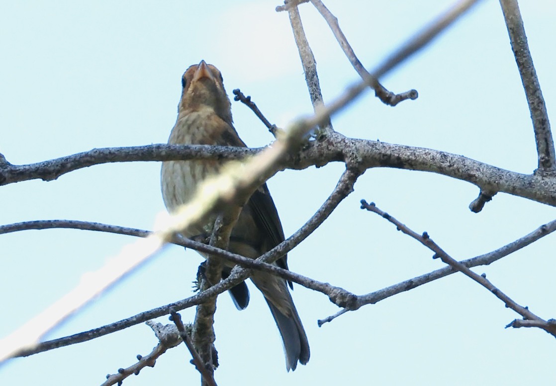 Indigo Bunting - ML645738591