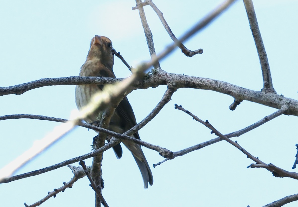 Indigo Bunting - ML645738592