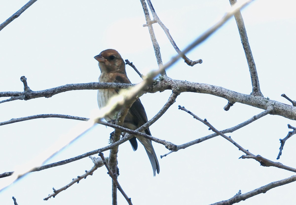 Indigo Bunting - ML645738593