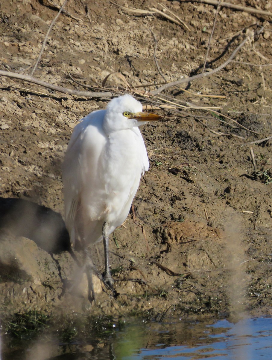 volavka rusohlavá - ML645738602