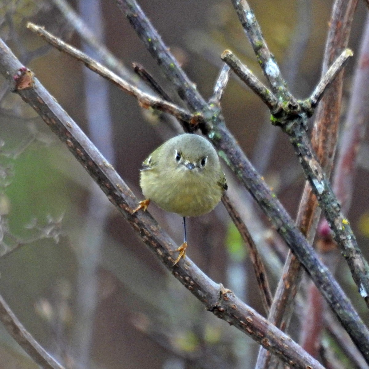 Ruby-crowned Kinglet - ML645738603