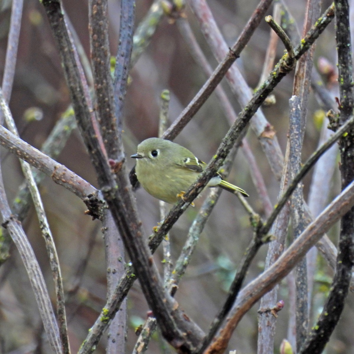 Ruby-crowned Kinglet - ML645738604