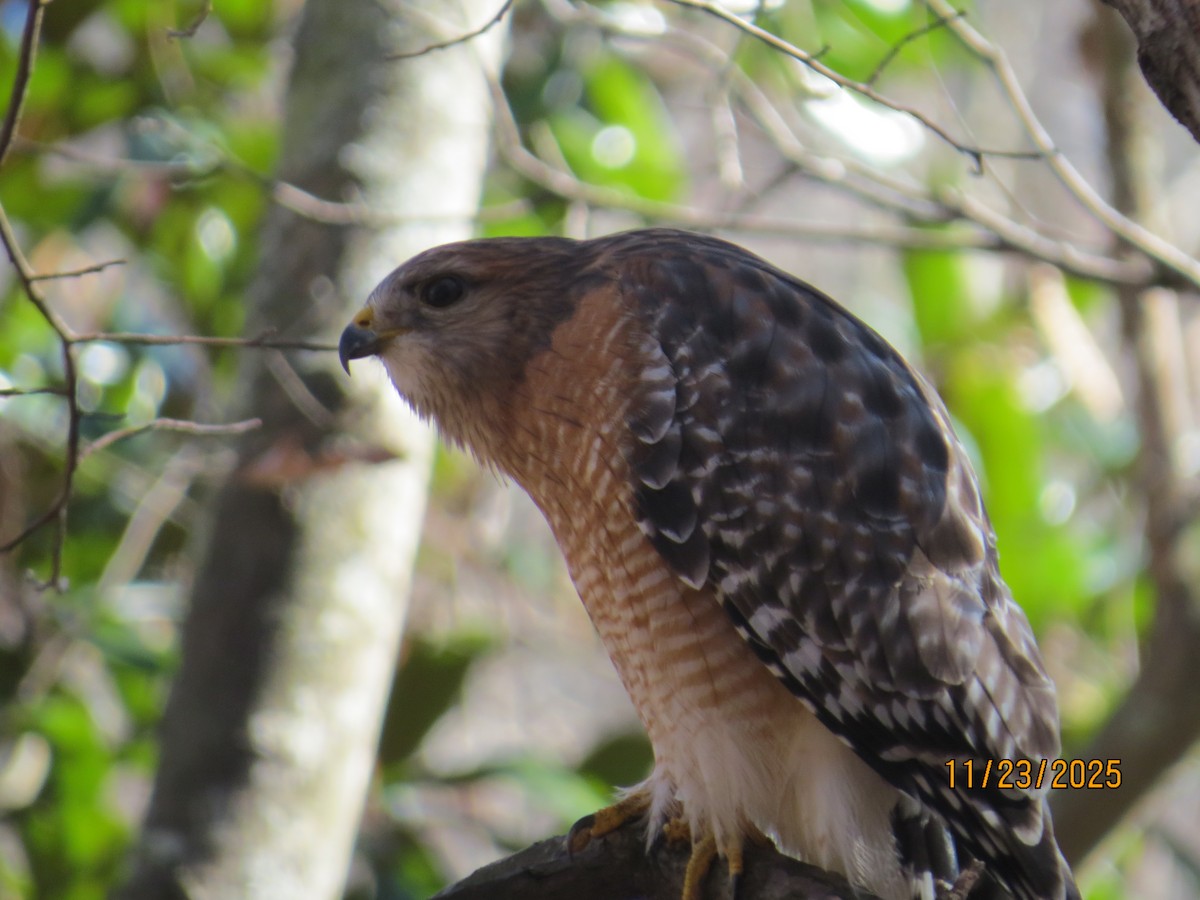 Red-shouldered Hawk - ML645738605