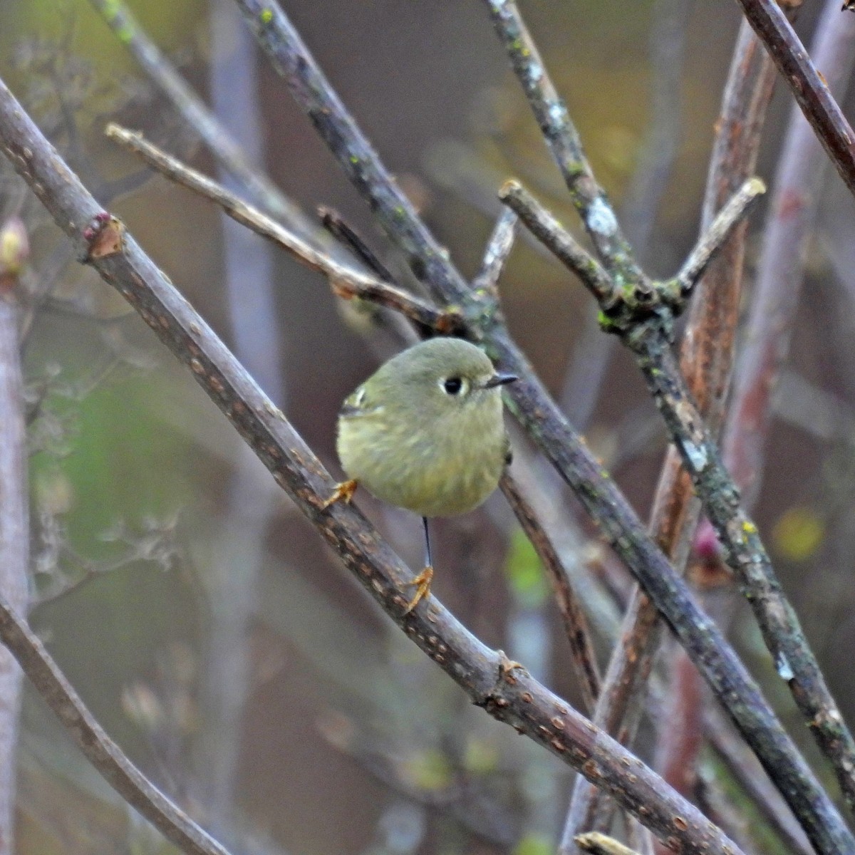 Ruby-crowned Kinglet - ML645738606