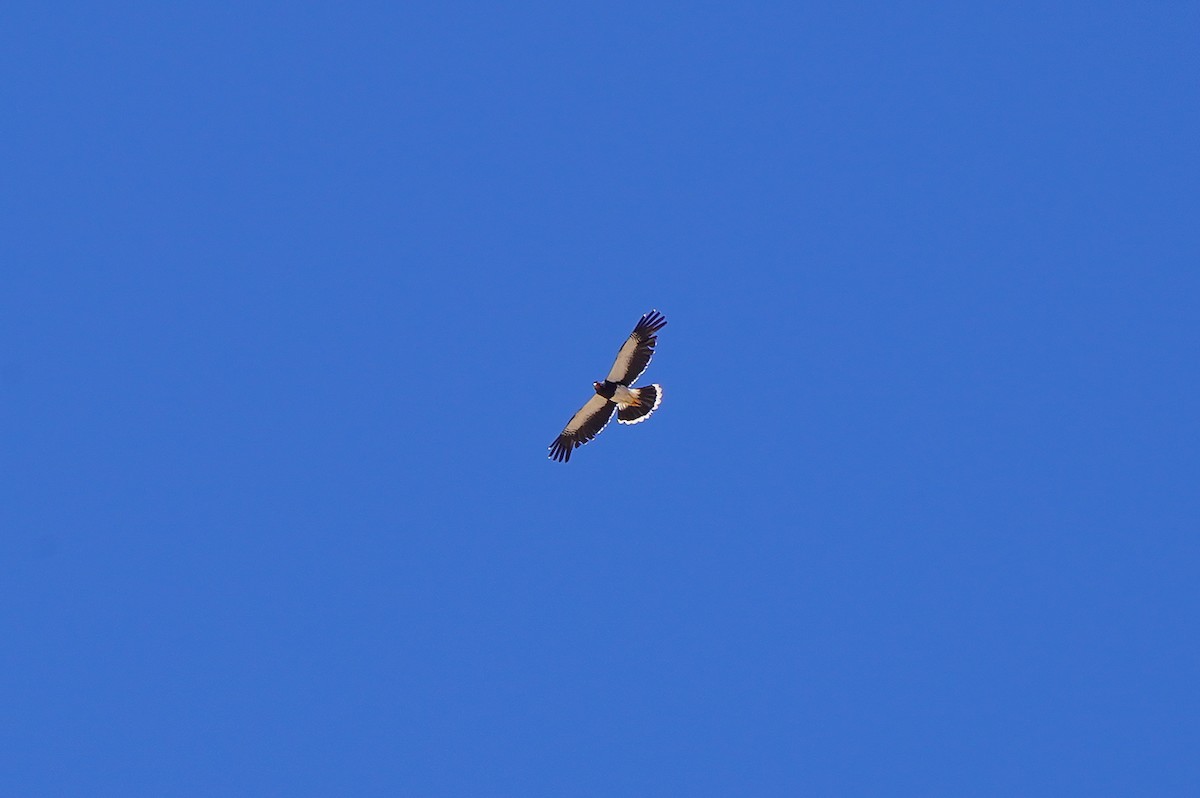 Каракара андська - ML645738620