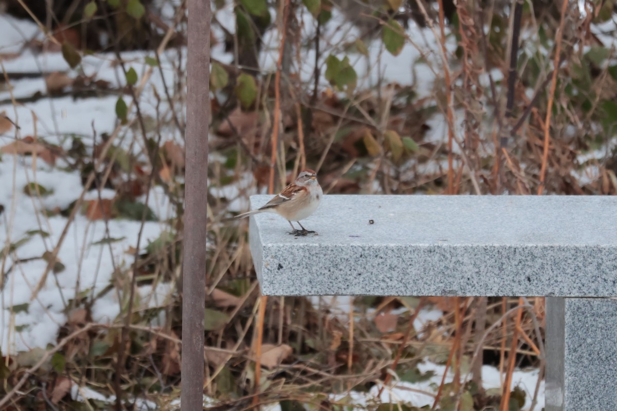 strnádka pokřovní - ML645738625