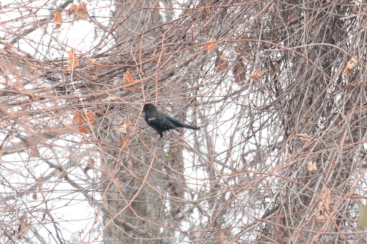 vlhovec červenokřídlý - ML645738636