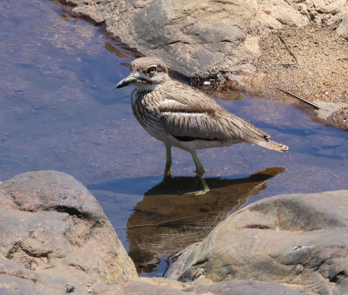 Water Thick-knee - ML645738650