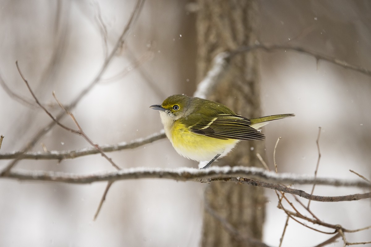 White-eyed Vireo - ML645738658