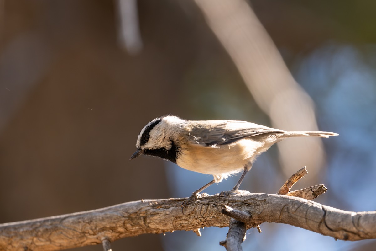 Mountain Chickadee - ML645738660