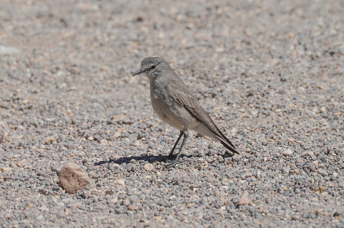 Ochre-naped Ground-Tyrant - ML645738661