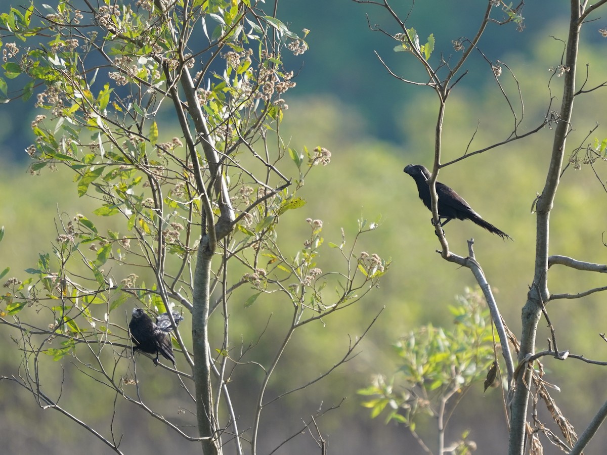 Ані товстодзьобий - ML645738672