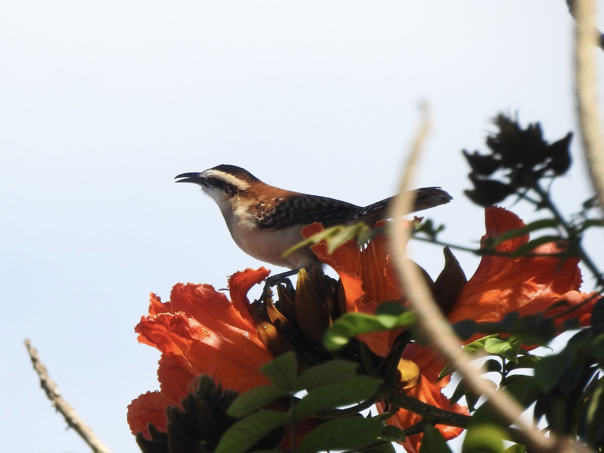 Rufous-backed Wren - ML645738682