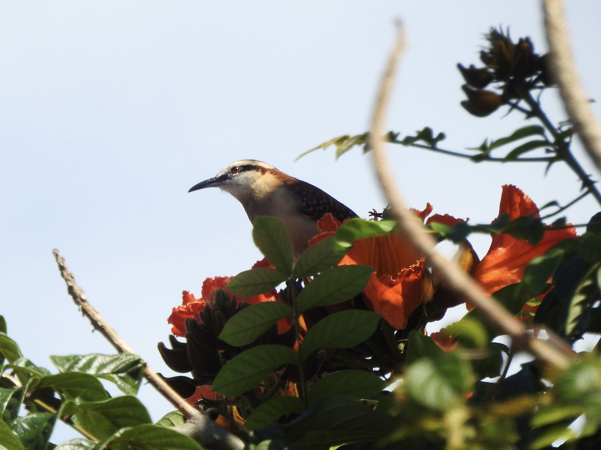 Rufous-backed Wren - ML645738683