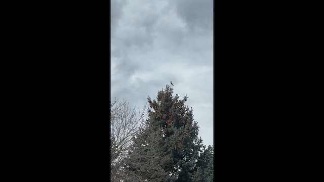 Черноклювая сорока - ML645738695