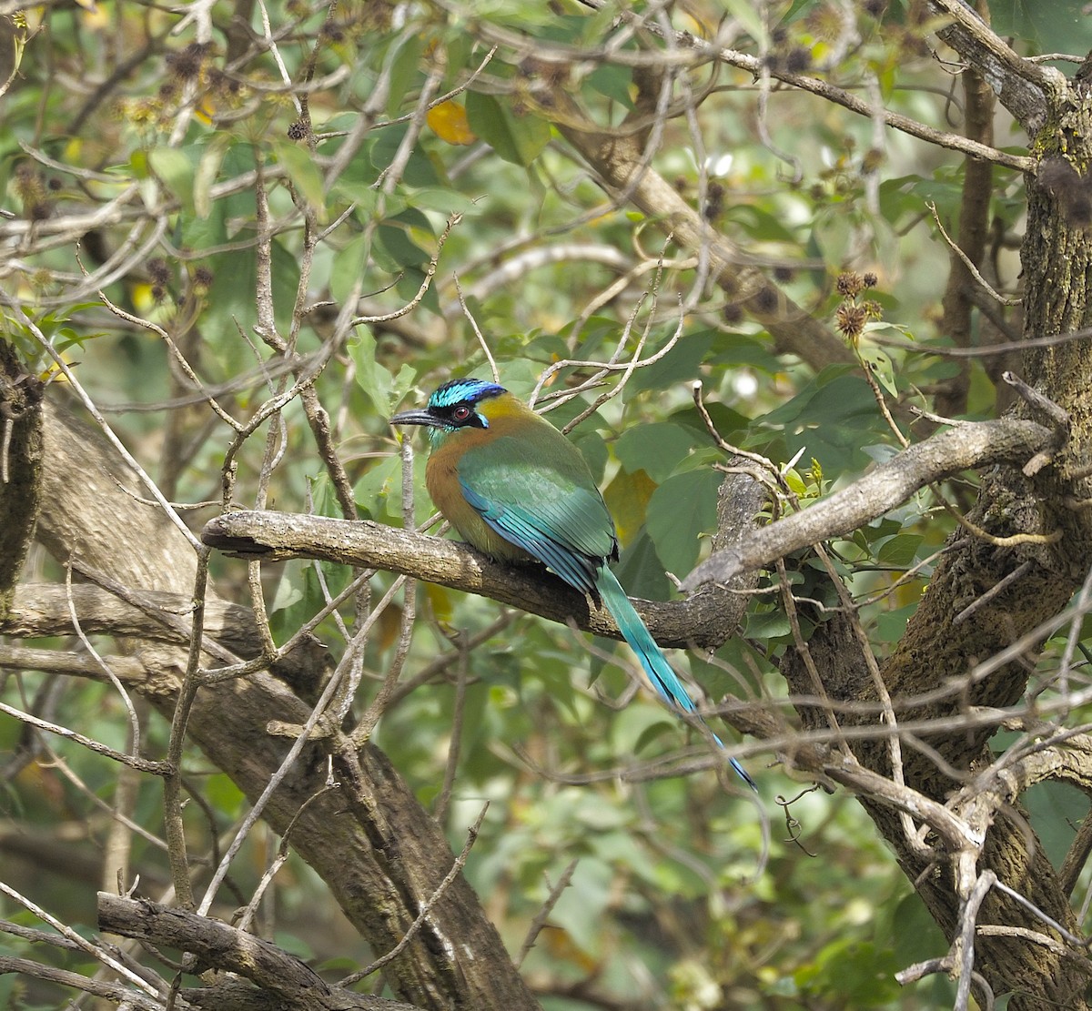 Lesson Motmotu - ML645738696