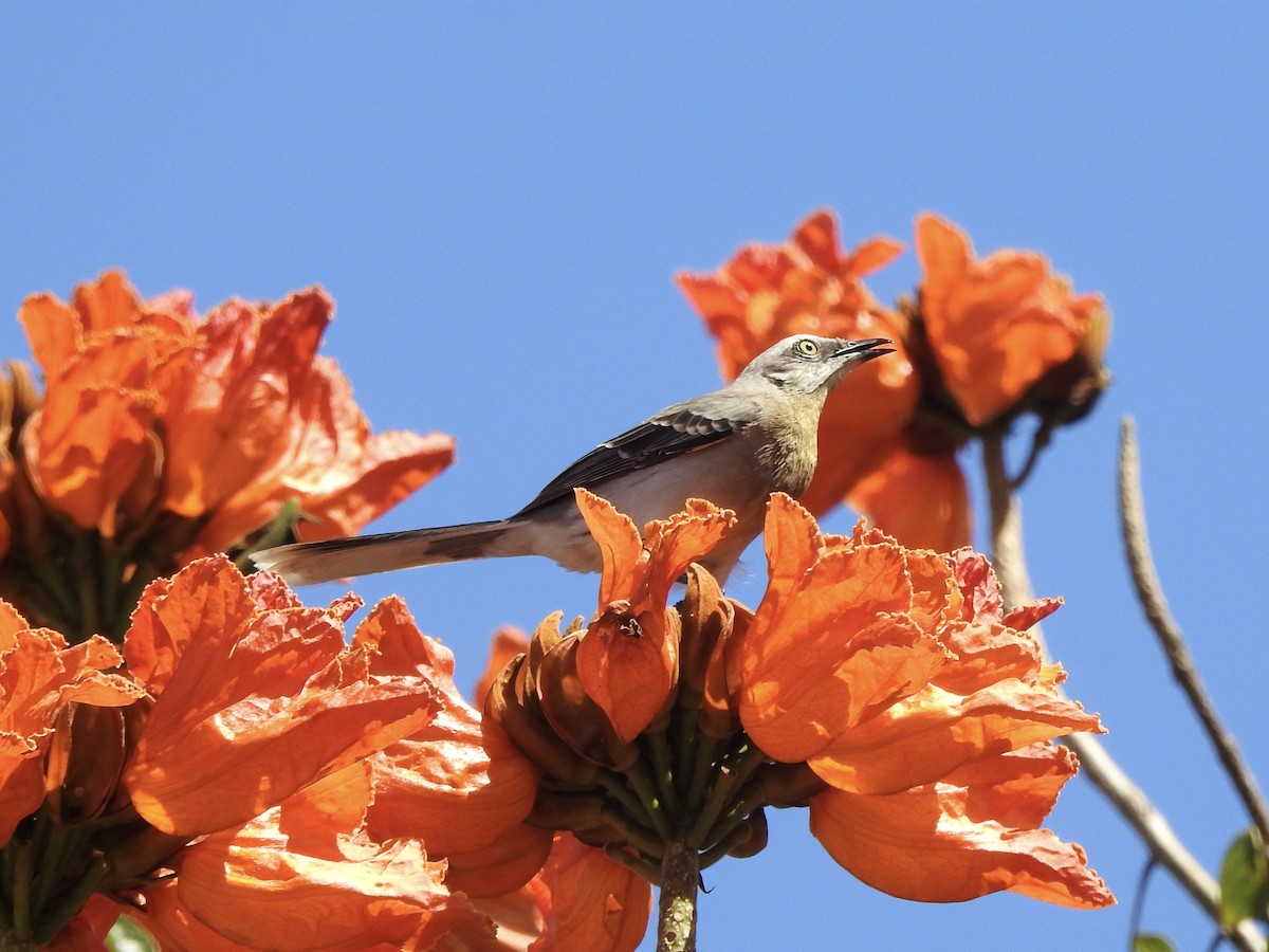 Tropical Mockingbird - ML645738697