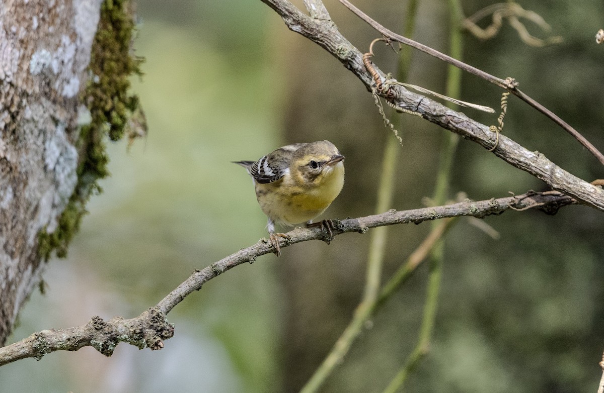 Blackburnian Warbler - ML645738698