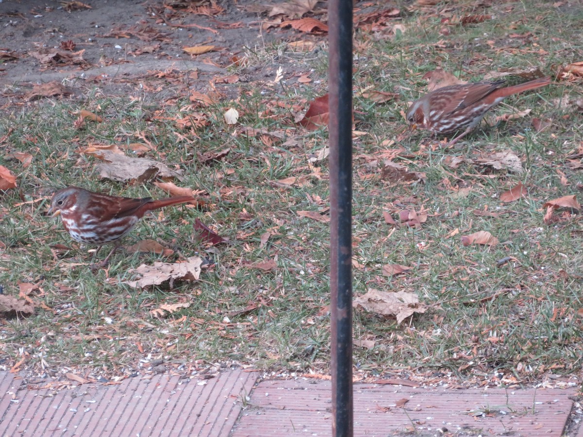 Fox Sparrow - ML645738710