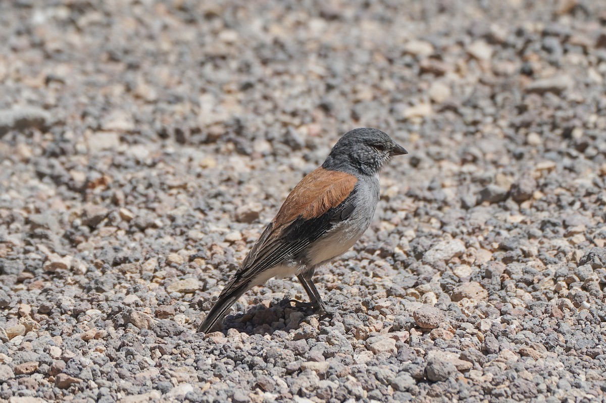 Red-backed Sierra Finch - ML645738733