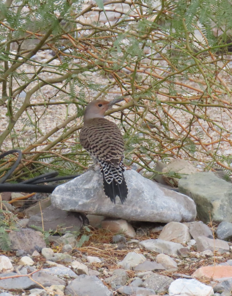 Northern Flicker (Red-shafted) - ML645738737