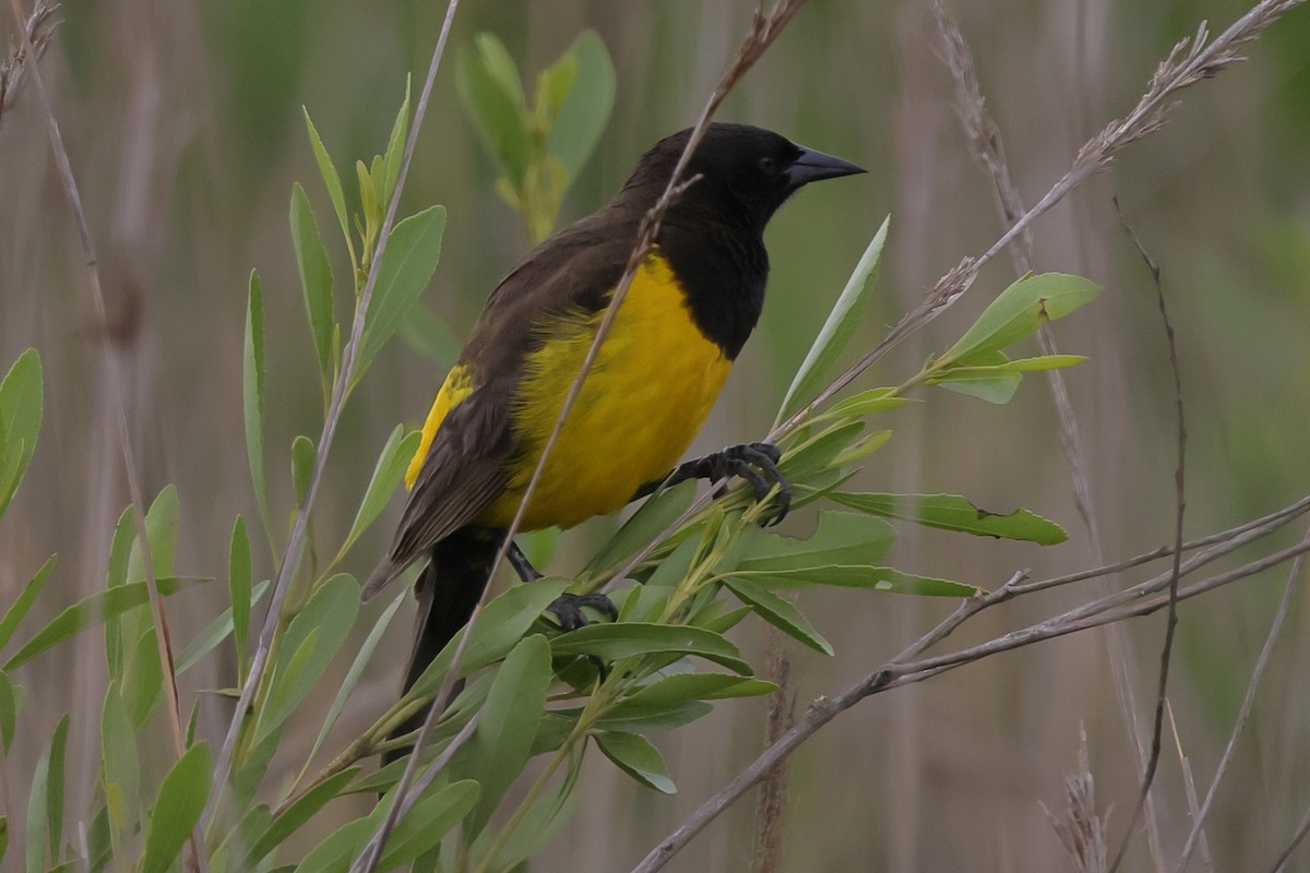 Yellow-rumped Marshbird - ML645738746