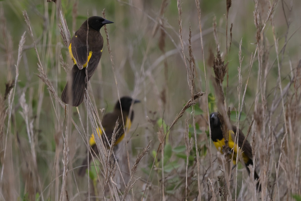 Yellow-rumped Marshbird - ML645738752