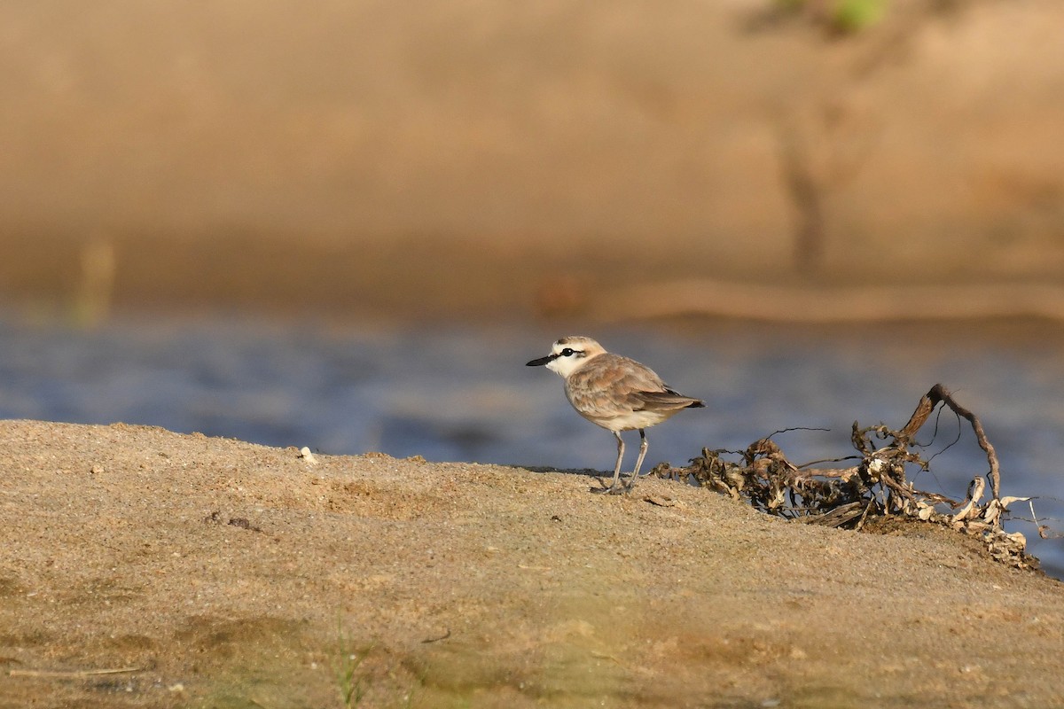 Белолобый зуёк - ML645738761