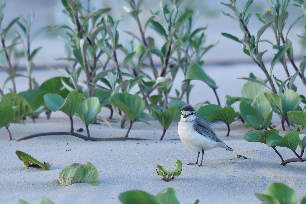 Белолобый зуёк - ML645738762