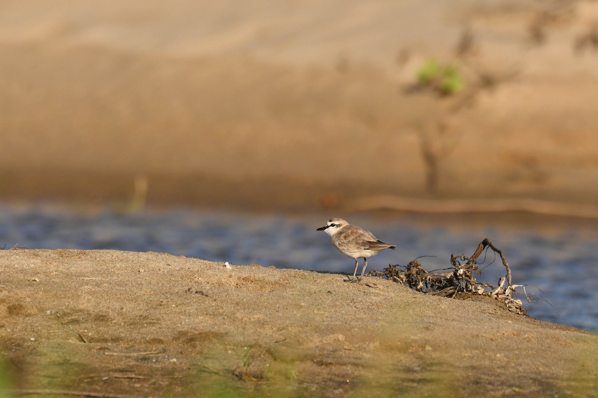 Белолобый зуёк - ML645738764