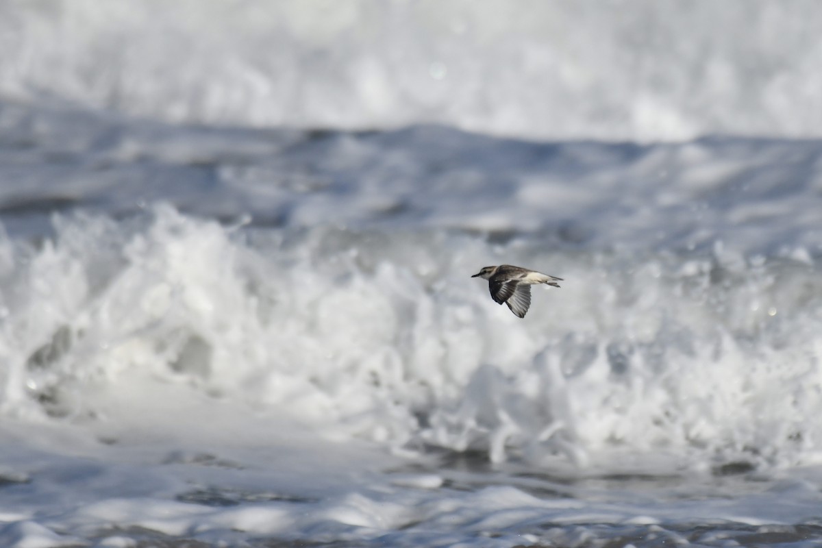 Белолобый зуёк - ML645738765