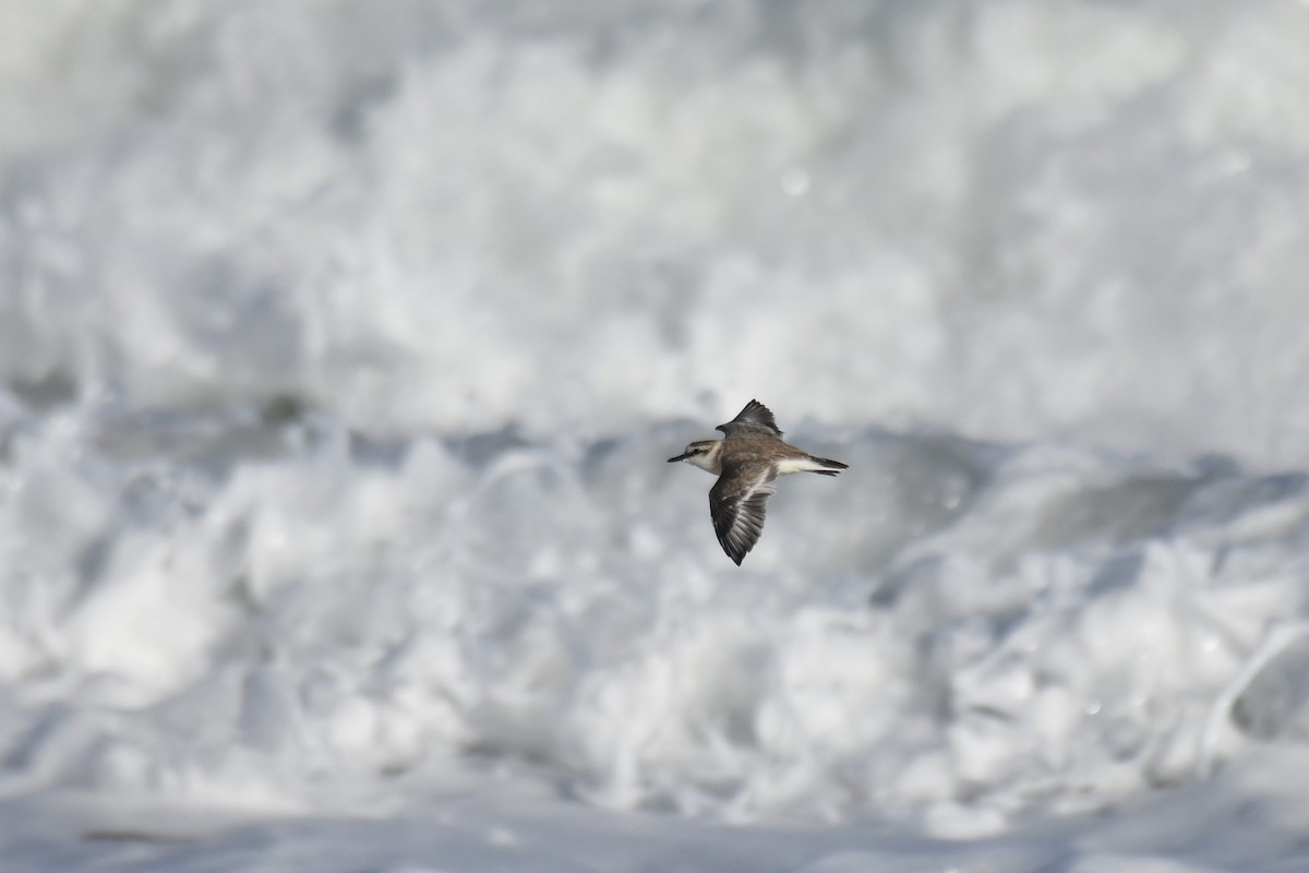 Белолобый зуёк - ML645738766