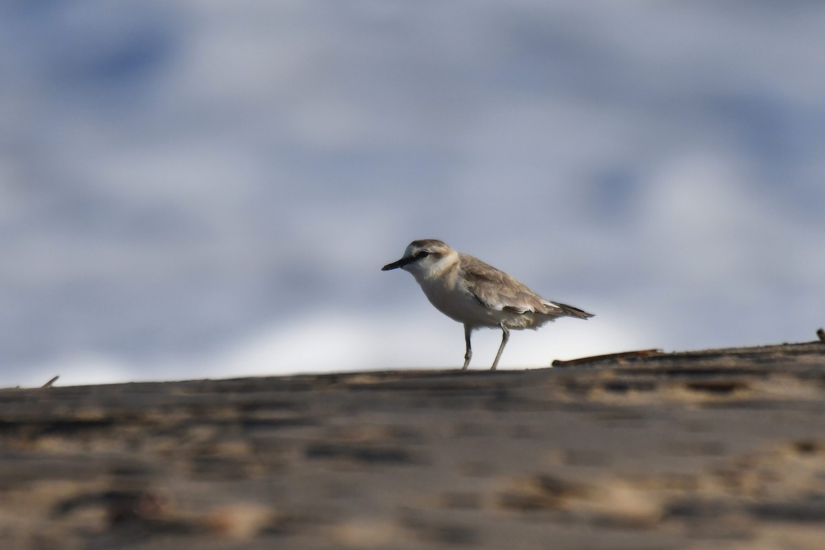 Белолобый зуёк - ML645738767