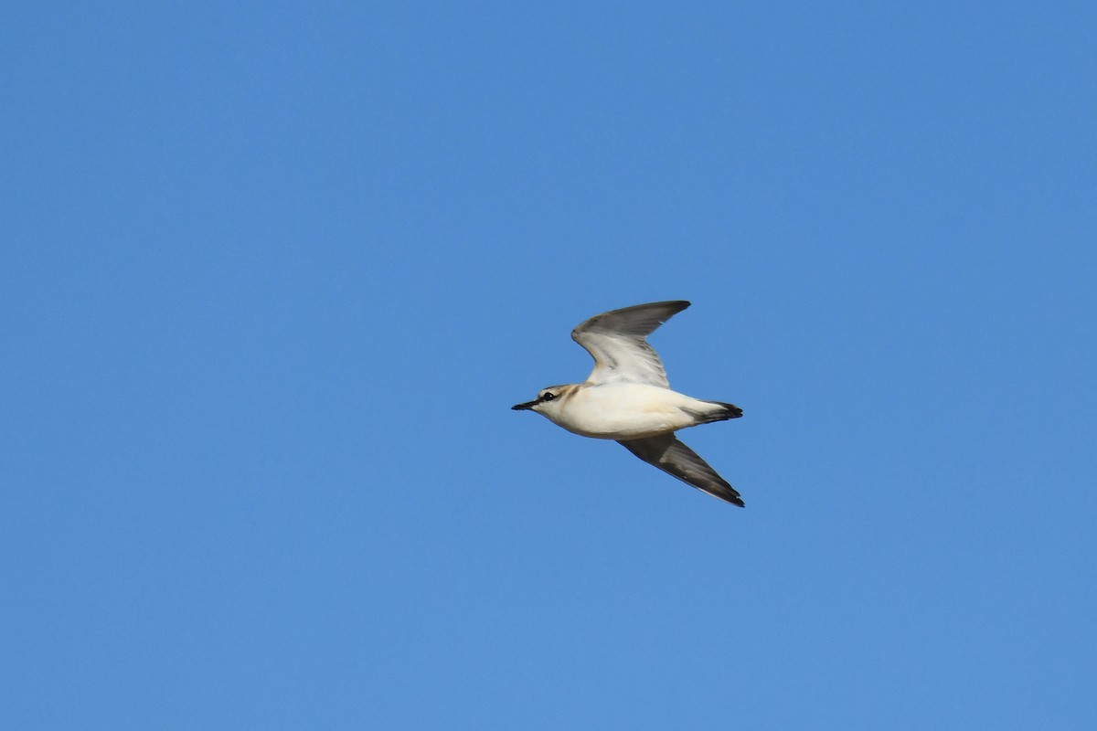 Белолобый зуёк - ML645738768