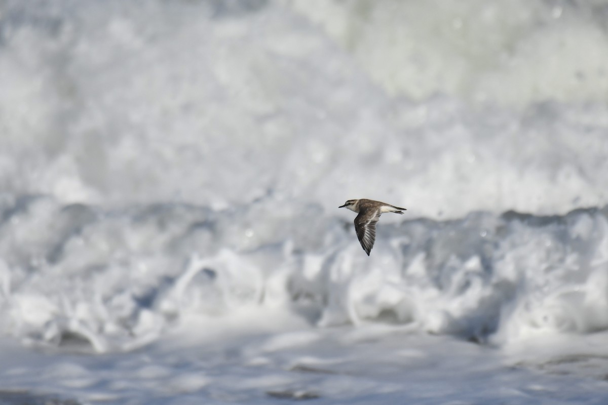 Белолобый зуёк - ML645738769