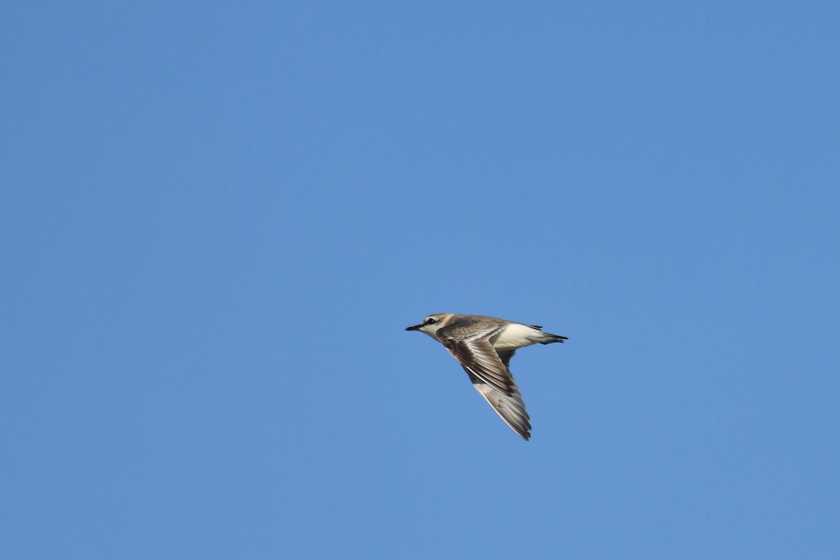 Белолобый зуёк - ML645738770