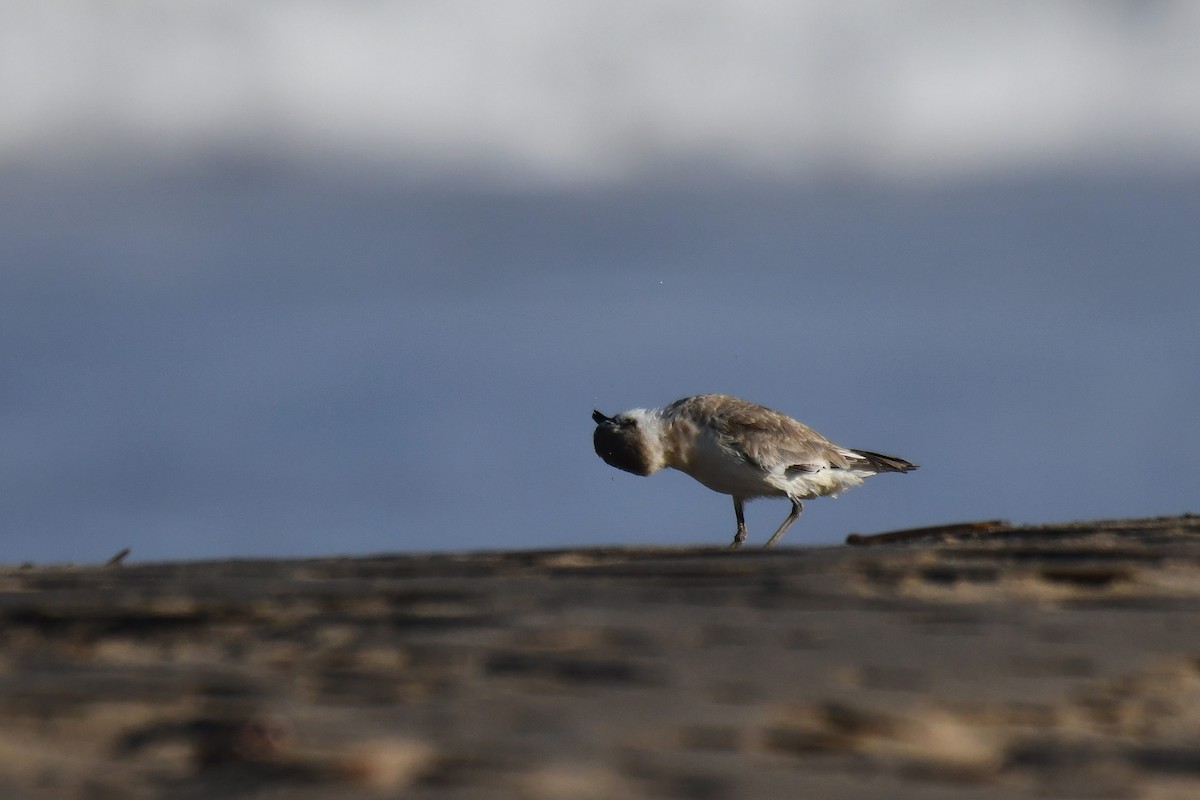 Белолобый зуёк - ML645738771