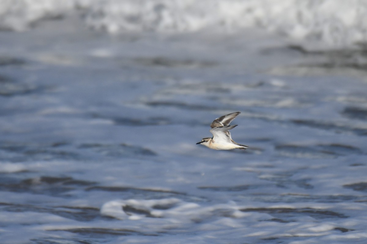 Белолобый зуёк - ML645738772