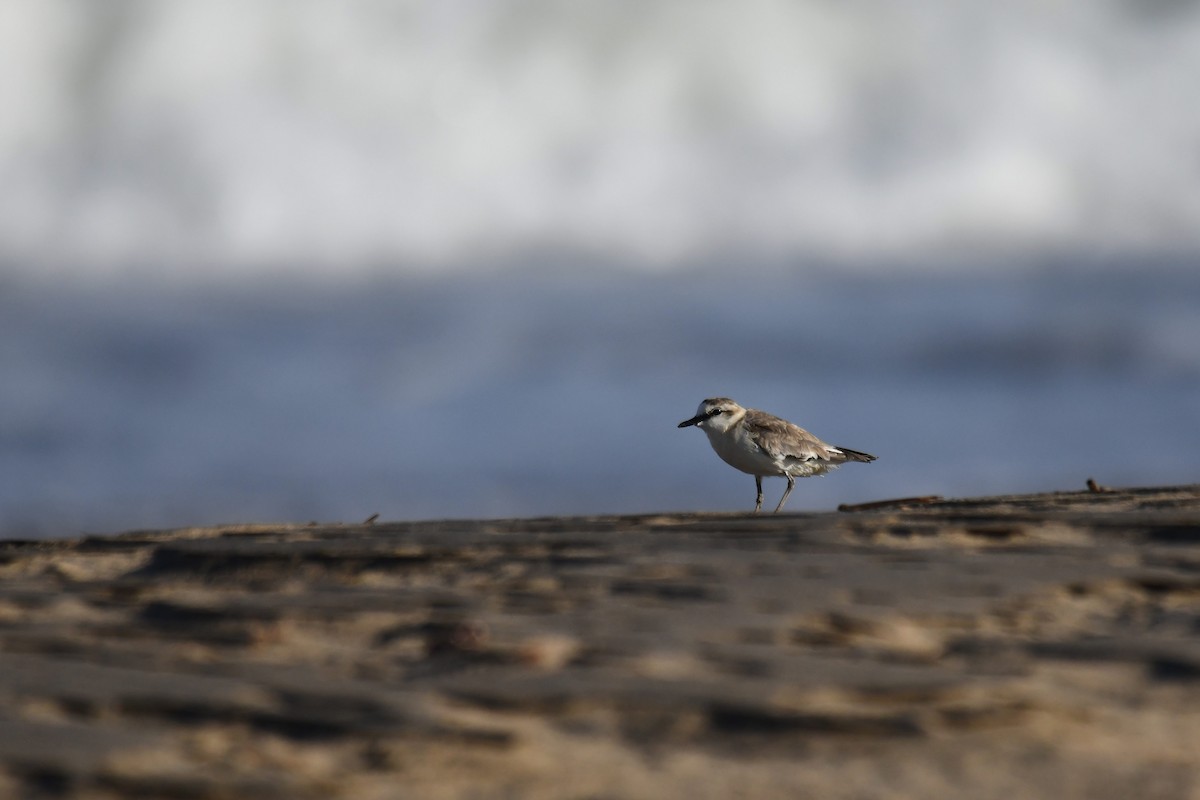 Белолобый зуёк - ML645738773