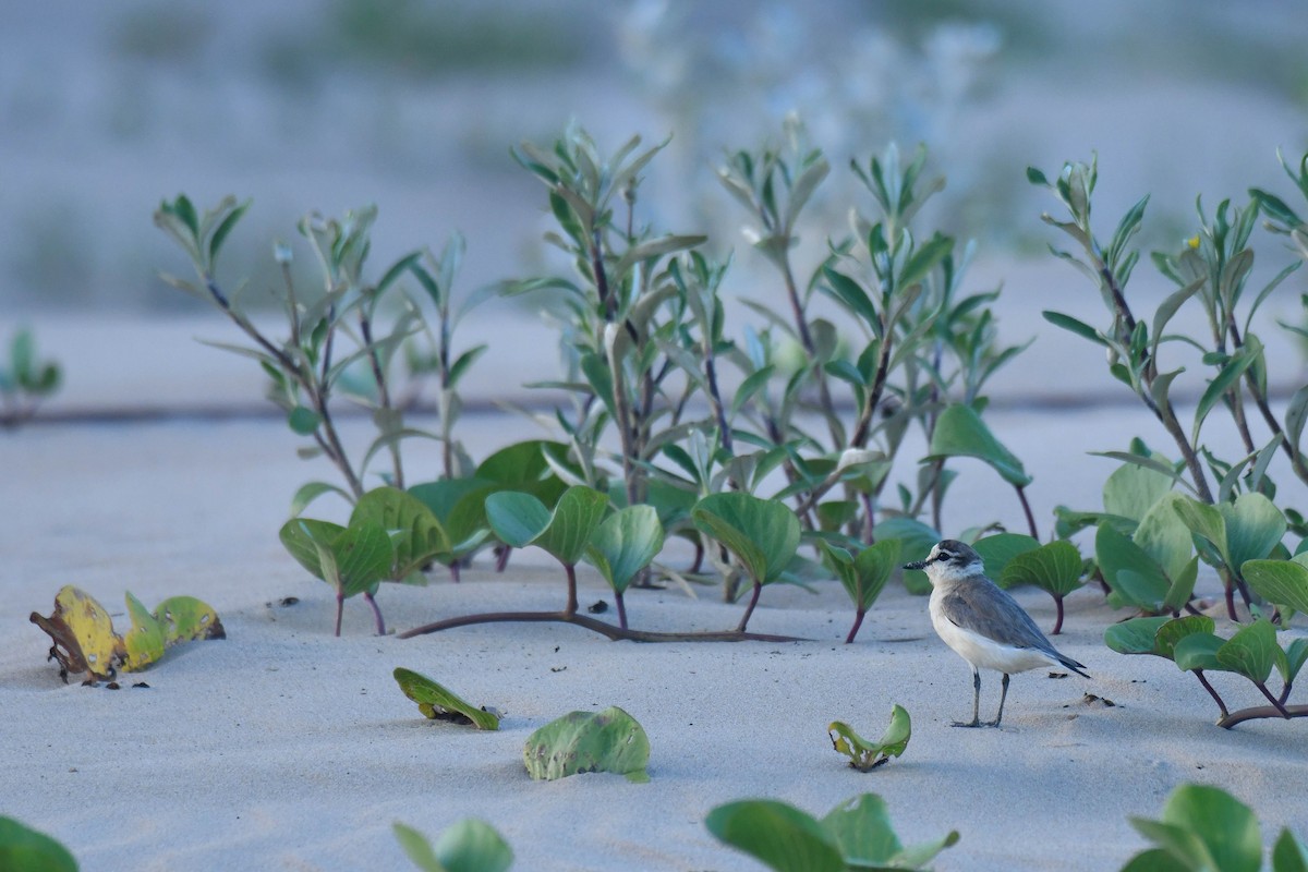 Белолобый зуёк - ML645738774