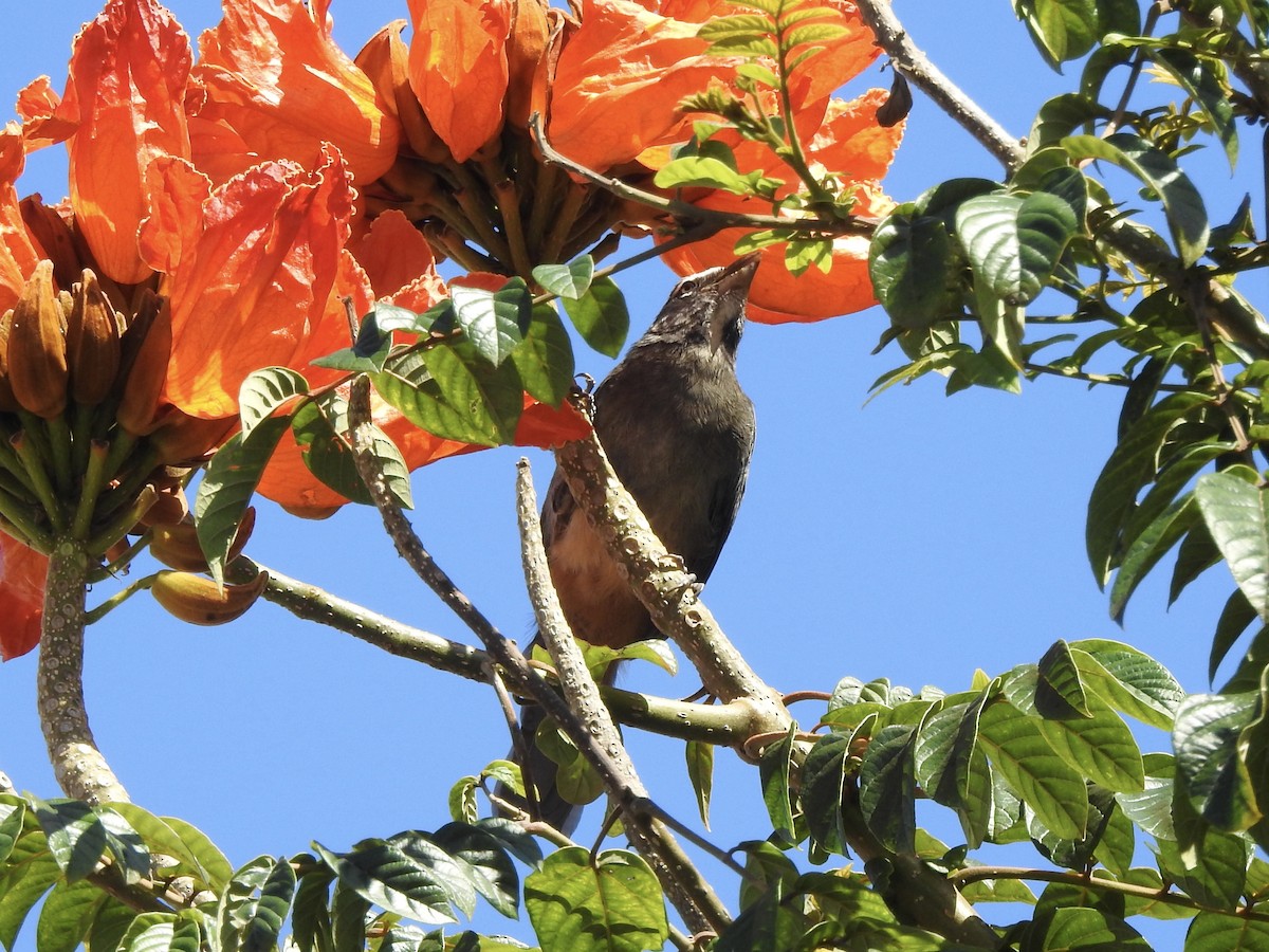 Cinnamon-bellied Saltator - ML645738775
