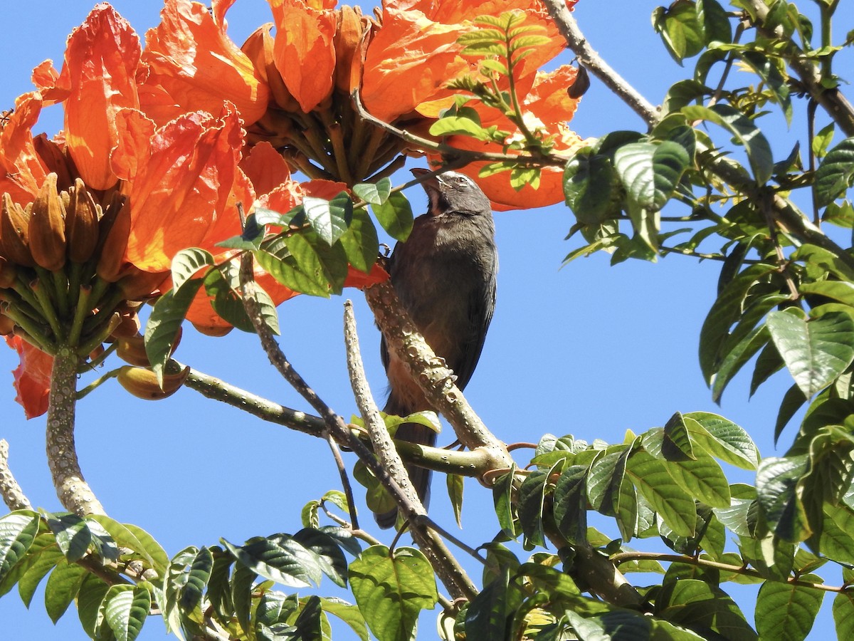 Cinnamon-bellied Saltator - ML645738776