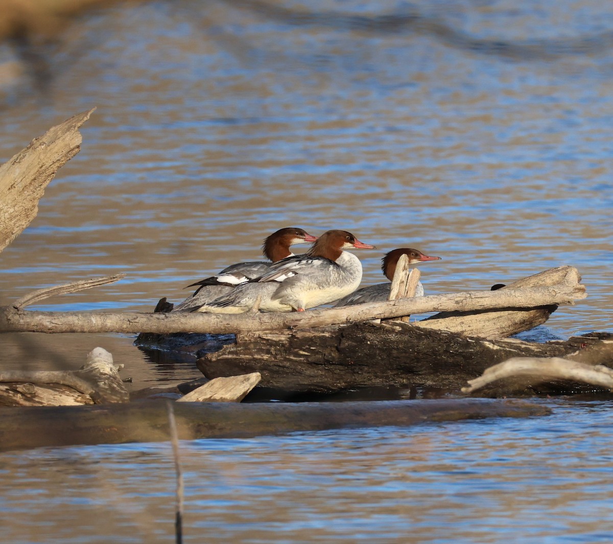 Common Merganser - ML645738783